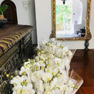 J-2 avant ouverture. Magnifique arrivage de nos orchidées 🍃🍃🍃🍃 J-2 before opening, fabulous orchids delivery...jpg